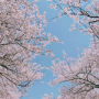 전국 3월 4월 벚꽃 명소(벚꽃축제)
