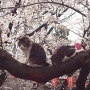 2024 도쿄 벚꽃 개화시기 우에노공원, 나카메구로 등 top4 명소 만개시기