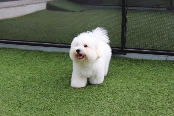 귀여운 강아지 소형견 종류 꼬똥 드 툴레아 : 네이버 블로그