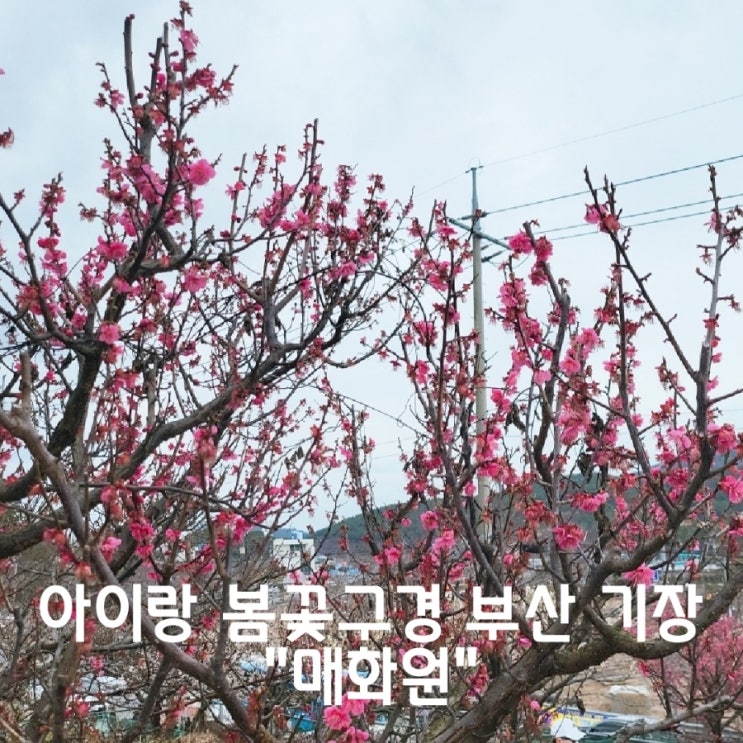 봄꽃 부산 기장 "매화원" 명소 개화시기 주차