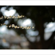 [Leica M10P] 봄의 시작