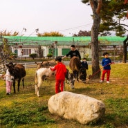 강원도가볼만한곳 홍천동키마을에서 당나귀와 함께하는 산책치유체험