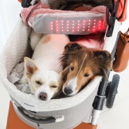 강아지 관절 디스크 동물용 의료기기 근적외선 광치료기 닥터펫 펫큐어레이 찜질 관리 중