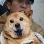 3년전 '철거 명령' 받은 불법 강아지 번식장.. "아무것도 몰랐다"는 동물보호팀?