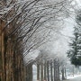 이랑 길목 눈꽃의 메타 나무길(2월 25일)