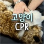 고양이 강아지(소형견) 심폐소생술 CPR·인공호흡 AR. 응급상황 대처법. 물에 빠진 강아지 응급처지