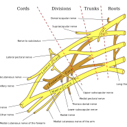 [강동경희한의원] 액와신경(Axillary nerve)에 문제가 생기면?