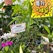 김포 식물구매 몽플로리 식물중품 2500원 이가격 실화냐? 내돈내산 식물쇼핑 >.<