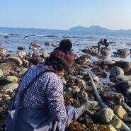 거제도 학동 자연산 돌미역, 우뭇가사리