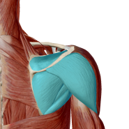 견갑골 통증, 어깨통증을 일으키는 견갑상신경(Suprascapular nerve)