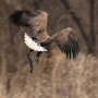 2월, 흰꼬리수리 White-tailed Sea Eagle