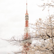 도쿄 벚꽃 명소 BEST 3 개화시기 여행 준비