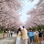 [진해] 진해 군항제 벚꽃축제 사진 포인트(여좌천, 경화역, 명제로), 커플 사진 팁