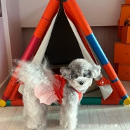 예쁜 강아지 옷 브랜드 미밍코 (MIMINKO) 내돈내산