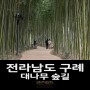[전라남도 구례] 대나무 숲길