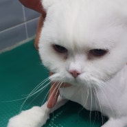 페르시안 고양이 무마취 미용 광주 엔젤애견 이용 후기