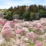 일본의 봄 축제 정보, 3월 매화에서 4월 벚꽃과 가마쿠라까지 행사 일정과 장소