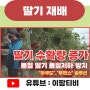 딸기농사 작물변경까지 고민한 재배사의 수확량 증가 비법 1편