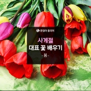 [생활중국어회화] 계절별 대표하는 꽃 배우기 (❁´◡`❁)봄 편