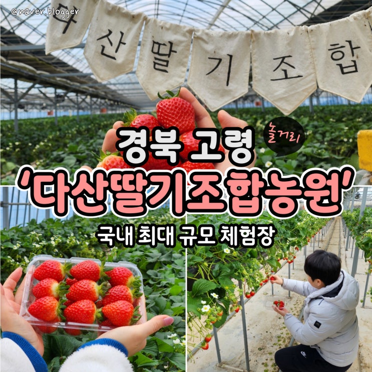 고령딸기체험 다산딸기조합농원 대구 근교 가볼만한 곳