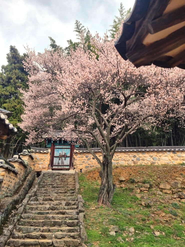 밀양향교 매화 한 컷, 밀양여행에서 만난 2024년 봄! 한적한...