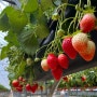 고령 다산딸기조합농원 | 대구 경북 딸기 체험 🍓맛있는 고령 딸기