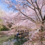 일본(日本) 교토(京都) 벚꽃(さくら)여행 2일차 1.후시미 짓코쿠부네 선착장(伏見 十石舟 乗船場)