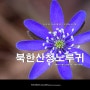 남보라 빛 전령 꽃, 청노루귀가 자생하는 북한산 풍경