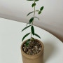 [식물일지] 올리브나무 물꽂이 성공! 드디어 독립하다