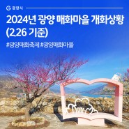 2024년 광양 매화마을 개화상황(2.26 기준) #광양매화축제 #광양매화마을