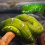 [표지로 읽는 과학] 빠른 진화 덕에 포식자가 된 '뱀'
