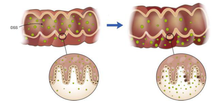 Colitis Model 준비 : DSS & AOM- induced Colitis : 네이버 블로그