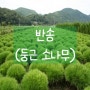 🌲대성농원 반송(둥근 소나무) 입고🌲