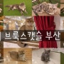 부산 고양이카페 / 남포동 아이와 가볼만한곳 :: 브룩스캣슬 부산