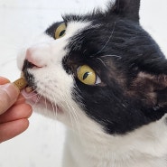 고양이 과자 다이어트간식인데 집사 손가락까지 먹을 기세