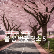 2024 벚꽃 개화시기와 전국 벚꽃축제, 겹벚꽃 명소