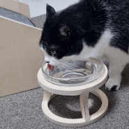 고양이 신장병 예방! 까사미코 유리볼 고양이 물그릇 세트 추천 #고양이물그릇 #애견식기