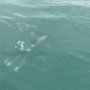 [뉴질랜드 남섬 여행] 남섬 가볼만한 곳 / 프랑스마을 아카로아 돌고래 크루즈 / 물개 알바트로스 아기 펭귄 돌고래 보기/ 뉴질랜드 일일투어