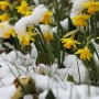 봄의 시작, 그러나 여전히 추운 3월! 연휴 기간 날씨 주의보
