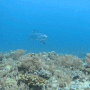필리핀 다이빙 포인트 말라파스쿠아 키무드숄 환도상어, 가토아일랜드 화이트팁리프샤크