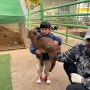 김포 체험농장 ‘연보람목장’ 5살 3살 아이랑 방문 후기