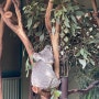 시드니 캥거루&코알라 명소 [페더데일 동물원] 가는 법+기차/버스시간 완벽정리, 중앙역 짐 맡기는 곳