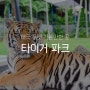 태국 푸켓 가볼만한곳 타이거 파크 시티투어 코스로 추천 feat. 맘씨좋은아저씨
