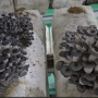 느타리 배지 발이실 패널 공사-온도 상승, 수분 공급-느타리버섯 생육 성공