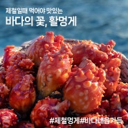 바다내음 가득~ 바다의 붉은 꽃, 제철 활 멍게, 멍게 손질 방법