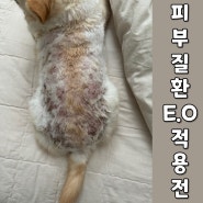 강아지 피부질환에 적용한 에센셜오일 사용 전과 후 광주반려동물아로마케어 교육원 케이스 스터디