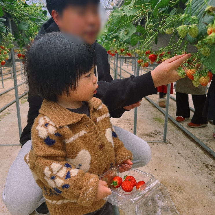 고령딸기체험 마음껏 먹고 담아가는 다산딸기조합농원