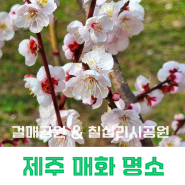 제주 봄꽃구경 매화 명소 개화시기 현황 걸매공원 & 칠십리시공원
