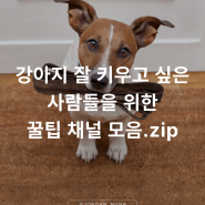 강아지 잘 키우는 방법이 고민인 보호자들을 위한 꿀팁 채널 모음.zip