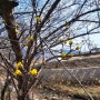 봄소식 봄을 알리는 산수유꽃 튜울립 큰까치꽃(큰개불알풀) 나태주시인의 풀꽃